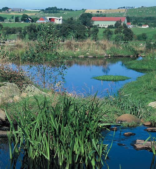 beidast. Slike randsoner kan heller ikkje sprøytast med plantevernmiddel. Punktsprøyting mot plags ame ugras i eng eller beite og etter avtale med Landbruksforvaltninga i kommunen.