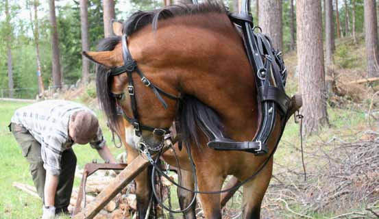 Deltar i Scandinavian Heartland: Oddvar Olsen fra Spydspissen i Rendalen driver ed fiske, hest, hund og vandringer so han tilbyr besøkende.