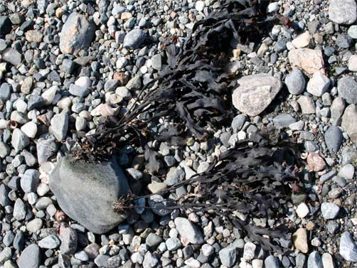 Avgrensningskommentar 10 levende organismer med karbonatsubstrater (M4) og levende marine planter (M5) Avgrensningskommentar 11 levende organismer med karbonatsubstrater (M4) og levende marine dyr