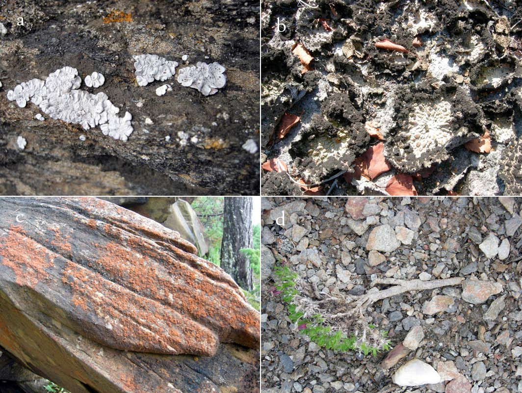 Fig. 19. Livsmedium-hovedtypen grovere uorganiske substrater på land dekker store arealer i Norge, og forekommer i en rekke ulike hovedtyper av økosystemer.