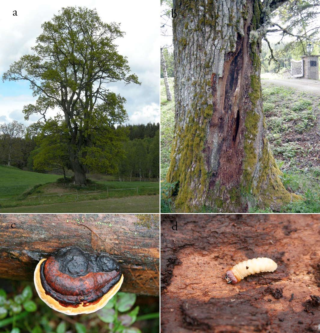 Fig. 23. De tre livsmedium-hovedtypene levende, vedaktige planter, ved-livsmedier og på bark er alle knyttet til trær, og forekommer oftest sammen på ett og samme tre.