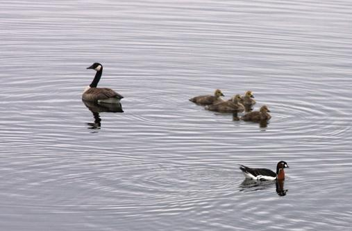 Kanadagås Branta canadensis 6 5 Maksimum antall 4 3 2 1 1974 1976 1978 1984 1986 1988 199 1992 1994 1996 1998 2 22 24 26 28 21 212 Denne introduserte arten ble sett for første gang i Åkersvika den 1.