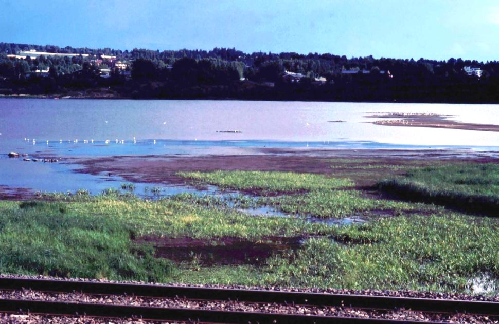 vadere kunne utnytte næringsressursene. Litt fluktuasjoner i vannstanden vil være perfekt, da det gir avvekslende oversvømte og blottlagte mudderflater.