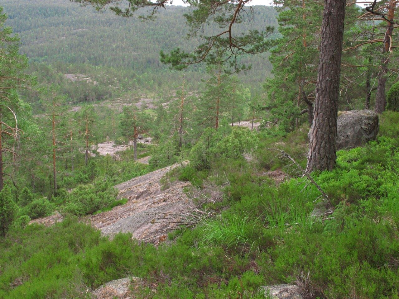 Bilder fra området Fossbufjellet Svakt intermediærrik myr. Foto: Jon T. Klepsland Gammel (fattig) eikeskog i øvre del av Ko 3.