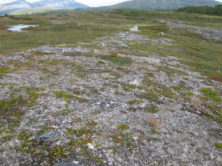 Heisamfunn i fjellet 2c Lavhei Økologi: Lavheia finner vi på rabber og andre opplendte steder der snødekket er tynt eller kan mangle om vinteren. Jordsmonnet er tynt og næringsfattig.