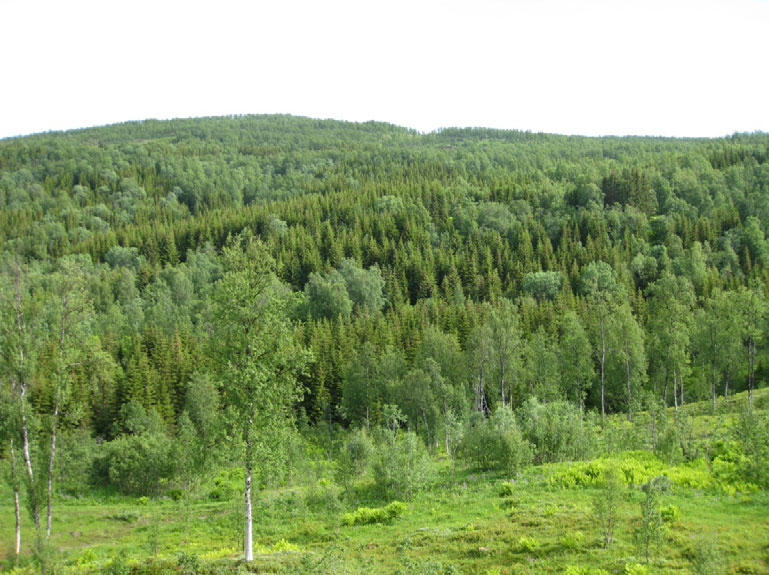 unge plantinger hvor bestandet fremdeles er åpent nok til at arealene kan utnyttes som beite, men beiteverdien vil avta etter hvert som grana vokser og skygger ut undervegetasjonen.