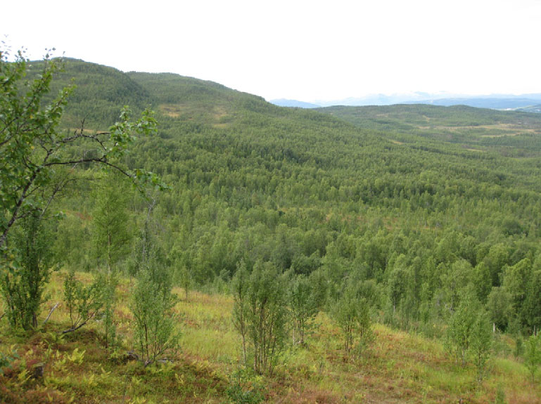 Den vestlige delen av Svartfjellområdet domineres av lite produktiv lav- og lyngrik bjørkeskog på grunnlendte rygger og hauger, og lisider med blåbærbjørkeskog som representerer middels godt beite.