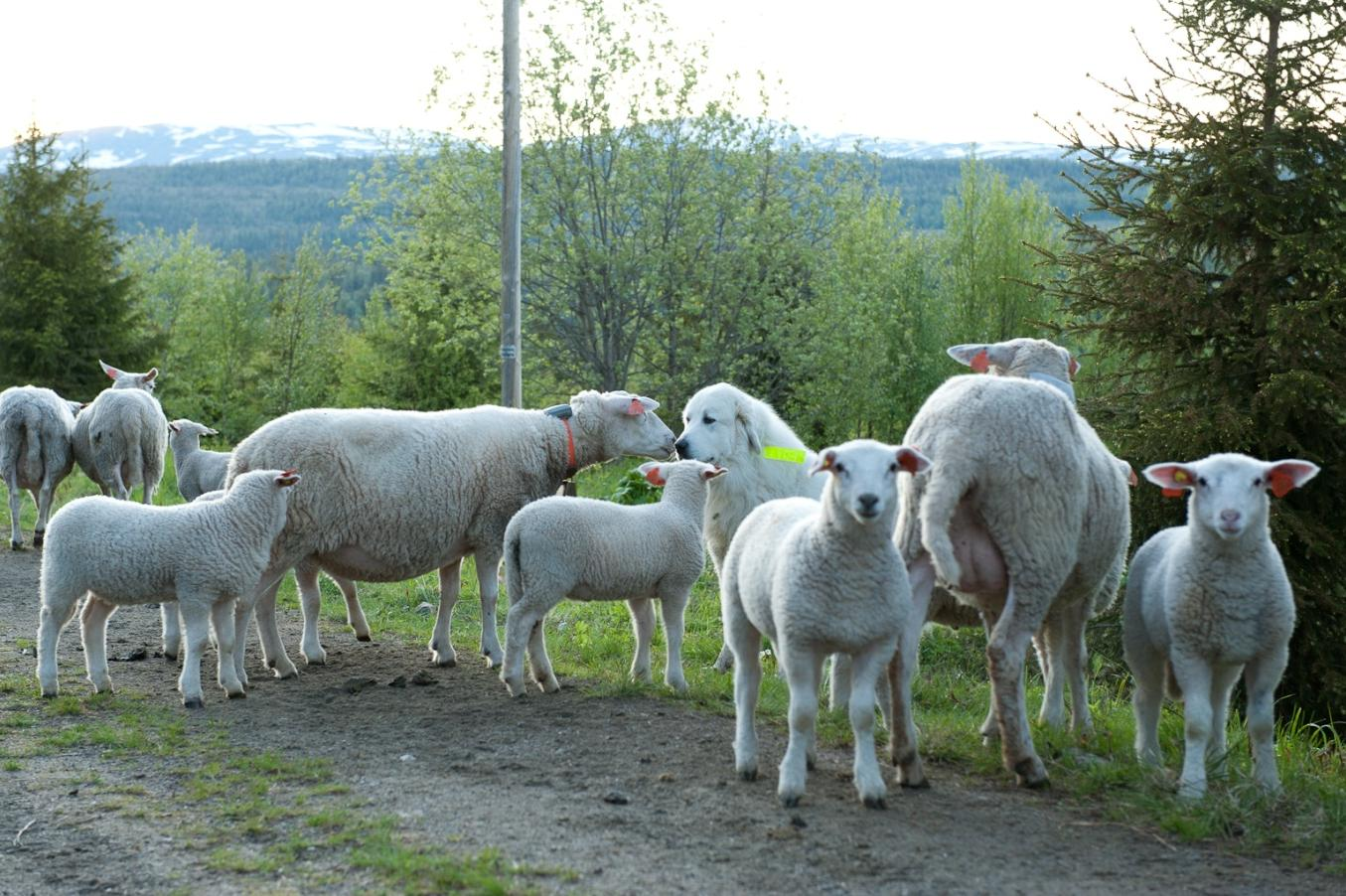 Rapport for gjennomføringen av forebyggende tiltak 2012: - Vokterhund på