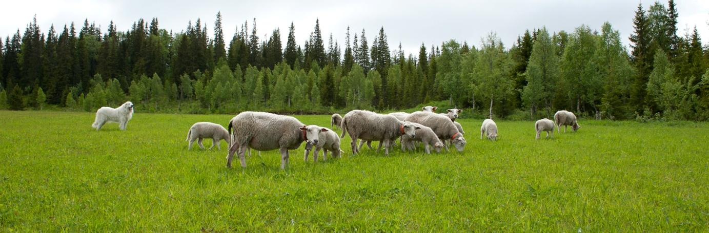 Antall sau og lam sluppet på beite Tapsprosent 160 Antall sau og lam sluppet på beite Tapsprosent 70 140 120 100 80 60 40 20 60 50 40 30 20 10 0 1999 2000 2001 2002 2003 2004 2005 2006 2007 2008 2009