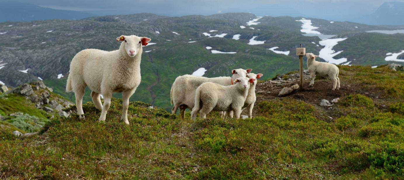 Innhold Om prosjektet... 3 Tilvenning hund/sau... 3 Slippdato/ patruljering... 4 Observasjoner... 5 Hundenes adferd/ arbeidsmåte... 8 Resultater/tapssituasjon... 9 Vedlegg.