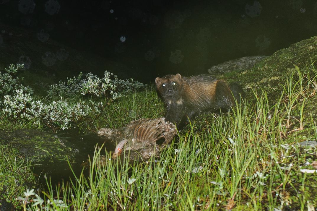 Resultater/tapssituasjon I løpet av sesongen 2012 ble det dokumentert både bjørn, jerv og kongeørn i beiteområdet.