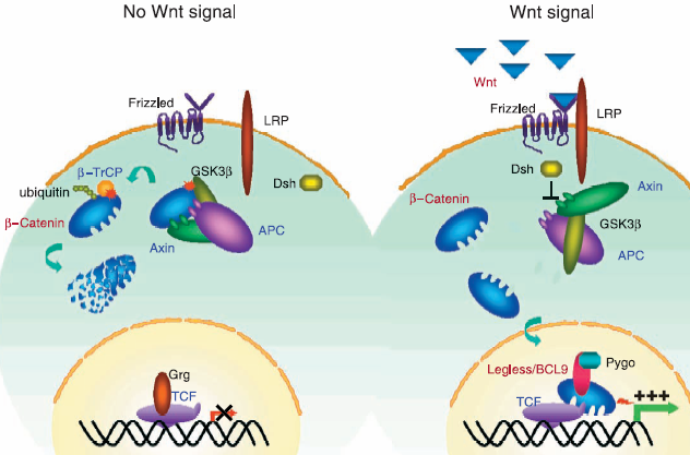 Figur 1.2.1 (18) 1.2.3 MAPK-signaltransduksjon og Ras-Raf-MEK-ERK signalveien Mitogen-aktivert protein kinase (MAPK)-signaltransduksjon er en utstrakt form for eukaryot cellesignalisering (20).