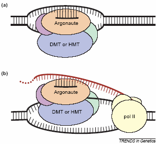 mulig, enten via en sirna-dna interaksjon (a) eller en sirna-rna interaksjon (b) (52), (se i tilegg Chromatin silencing i figur 1.3.2 side 26). I gjæren C.