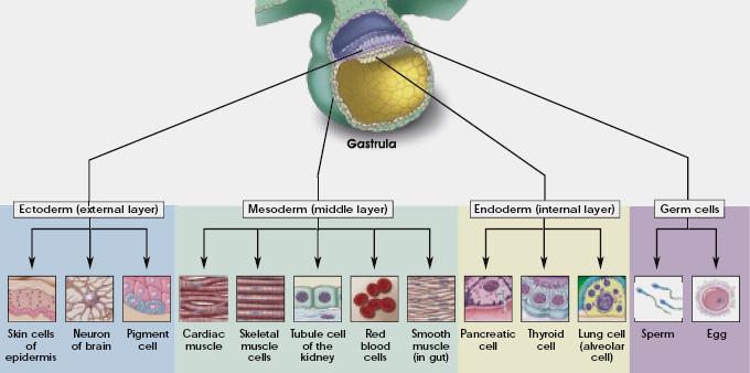 Figur 1.1.1 Figuren viser eksempler på utvikling av celletyper fra de tre opprinnelige hovedlagene av celler (1). 1.1.3 Adulte stamceller En adult stamcelle er en udifferensiert celle som opptrer i differensiert vev i et ferdig utviklet menneske (1).