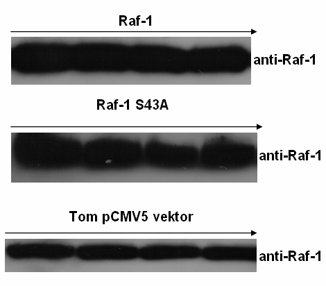 Figur 3.1.1.2 Som vist i figur 3.1.1.2 ble det detektert overutrykk av Raf-S43A og Raf-1 sammenliknet med kontrollen tom pcmv5 vektor.