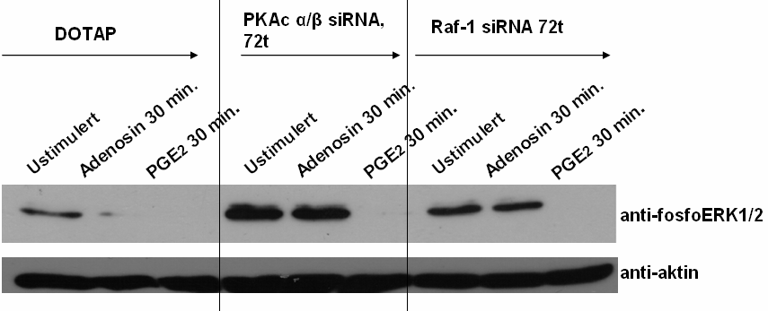 De transfekterte cellene og kontrollceller (DOTAP) ble stimulert. Figur 3.2.2.3 Anti-fosfoERK1/2 blottet karakteriseres ved ingen ERK fosforylering i noen av prøvene merket PGE2.