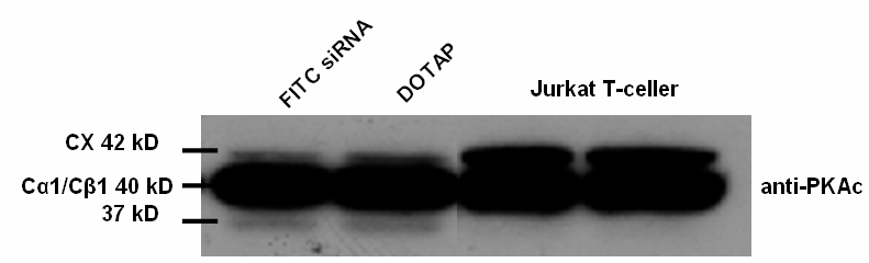 3.3 Isolering og analyse av isoform av PKA katalytisk enhet PKA består som beskrevet i innledningen (avsnitt 1.2.7 side 17), av flere isoformer og underisoformer av de katalytiske enhetene.