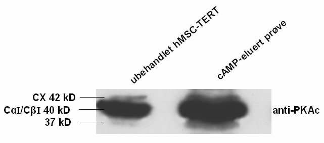 detekterte båndet ved ~37 kd kunne være en ikke tidligere beskrevet isoform av Cα som utrykkes i hmsc-tert. Målet ble å kunne isolere, rense, konsentrere og identifisere det aktuelle proteinet.