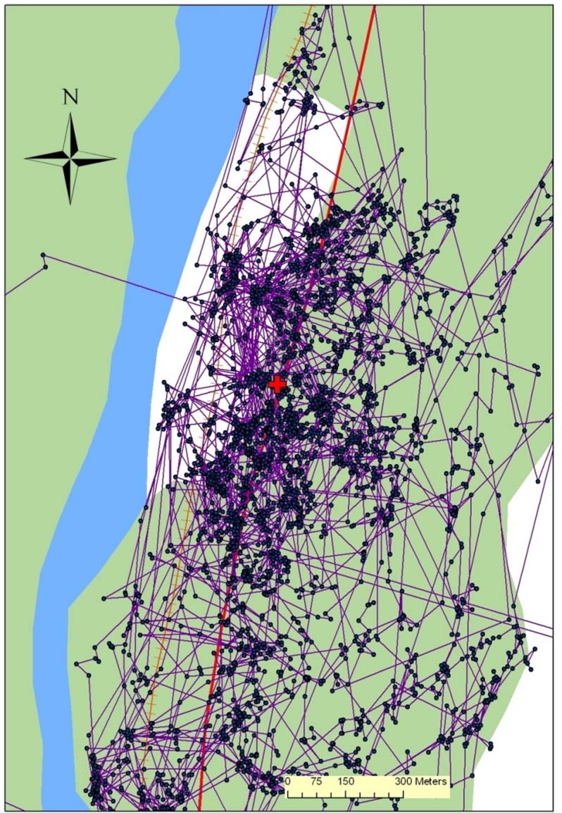 GPS-merking Elgen krysser i snitt en offentlig veg med 4,6 (okser) til 6,6 (kyr) dagers mellomrom Jernbanen krysses med 14,1 til 14,6 dagers mellomrom Offentlig veg krysses 4,5 ganger oftere enn