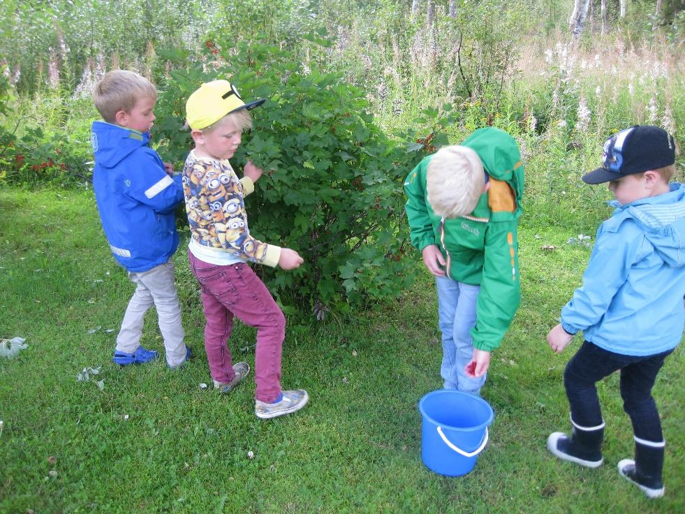 Høsten er kommet, og er nesten et lite mysterium Hvorfor blir bladene på trærne gule, røde, brune, oransje???? Hvem? Hva? Hvorfor.?? Også alle de gode bærene vi skal ut å plukke!! Hva kan vi lage?