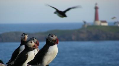 Makrellen spiser maten til lundefuglen Havet koker av makrell, og den spiser opp maten til ungene.