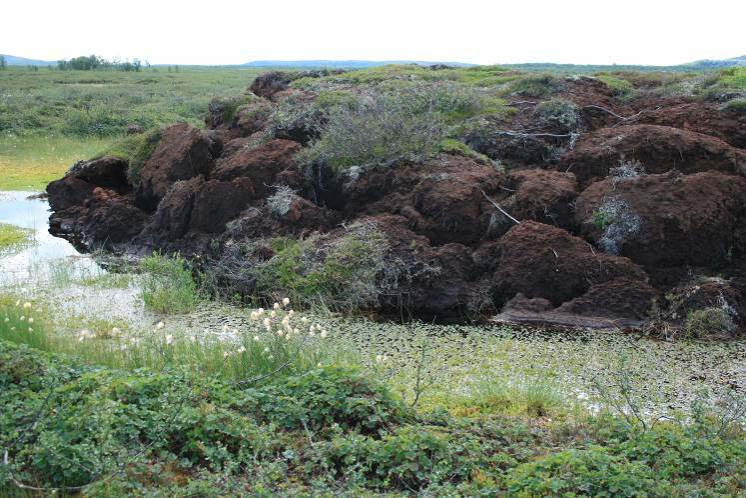 navia. Følgelig vil palsmyrenes økologiske betydning på landskaps- og økosystemnivå også bli påvirket.