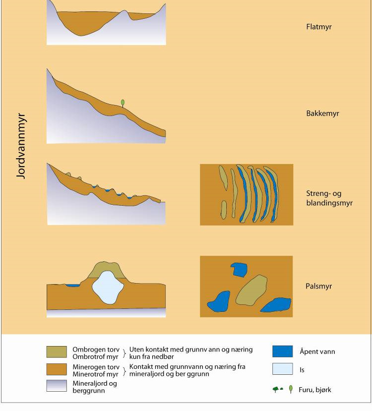 HOVEDTYPER AV MYR Figuren viser skjematisk noen hovedtyper av myr.
