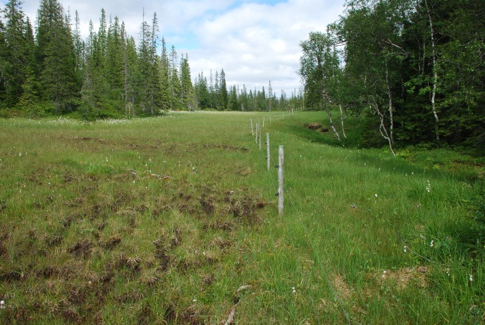 Figur 3. Trusler mot slåttemyr. Øverst til venstre: Gjengroing med bjørk og tuedannelse i slåttemyrkant på Styggmyra i Røyrvik, NT. Foto: A. Lyngstad 24.08.2011.