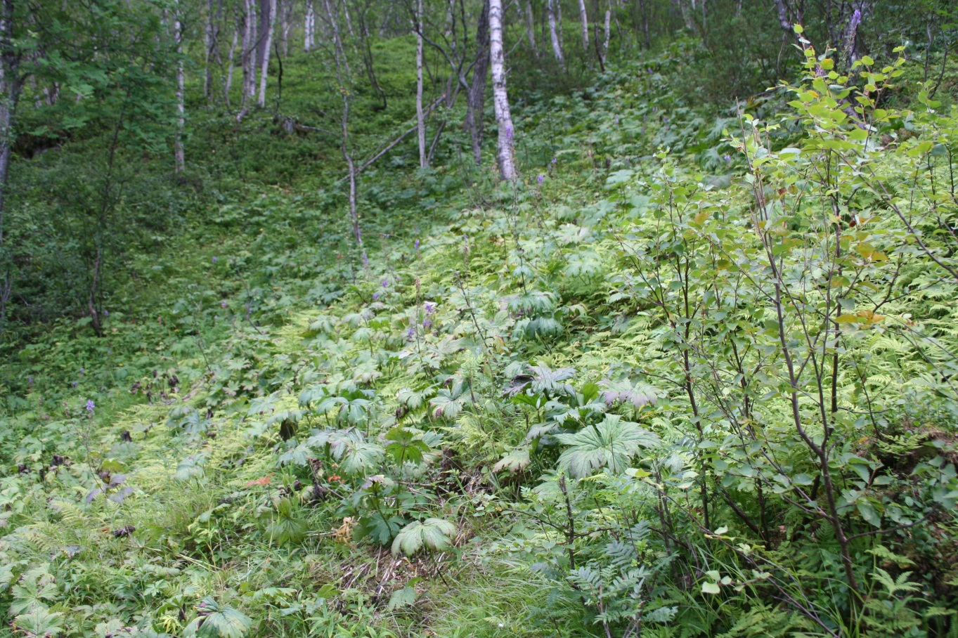 Ny trasé fra østre tunnelpåhugg Området omkring østre tunnelpåhugg er preget av en nokså artsrik bjørkeskog, som etter Fremstad (1997) kan føres til C2c Høgstaudebjørkeskog, lavurt-utforming med