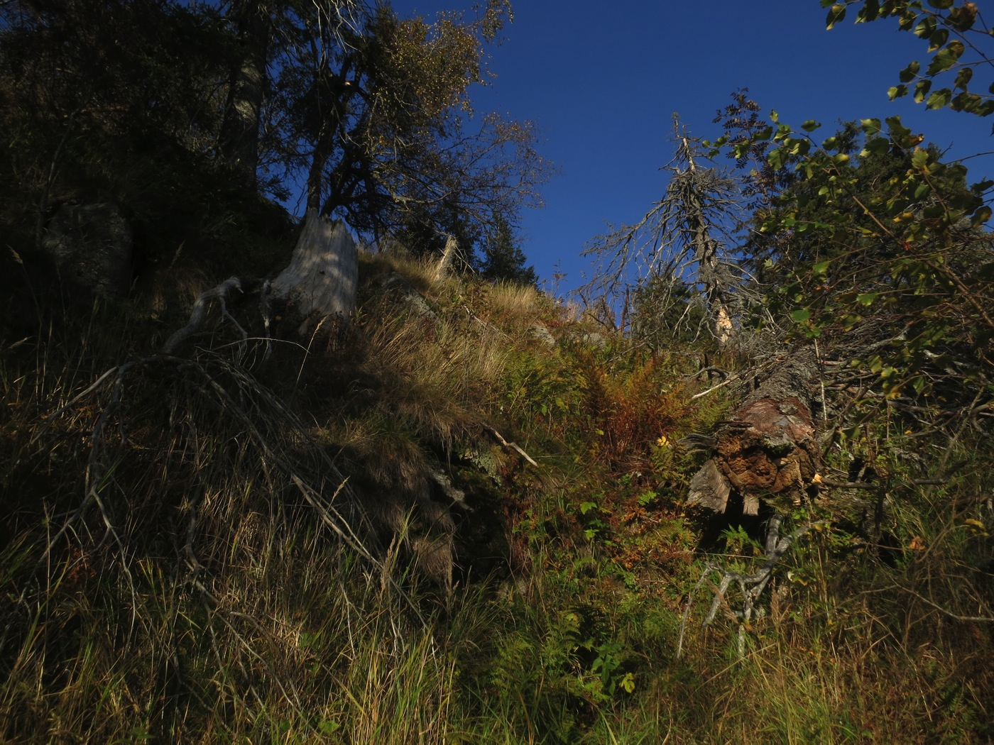 Bilder fra området Høgvollen I kjerneområde 2 er det innslag edelløvtrær. Foto: Arne Laugsand Duftskinn ble funnet flere steder i området. Her på grov granlåg helt sørøst ved foten av Skåråfjell.