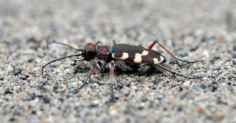 1 Innledning Ordningen med prioriterte arter er hjemlet i lov 19. juni 2009 nr. 100 om forvaltning av naturens mangfold (naturmangfoldloven) (nml.) 23 og 24.