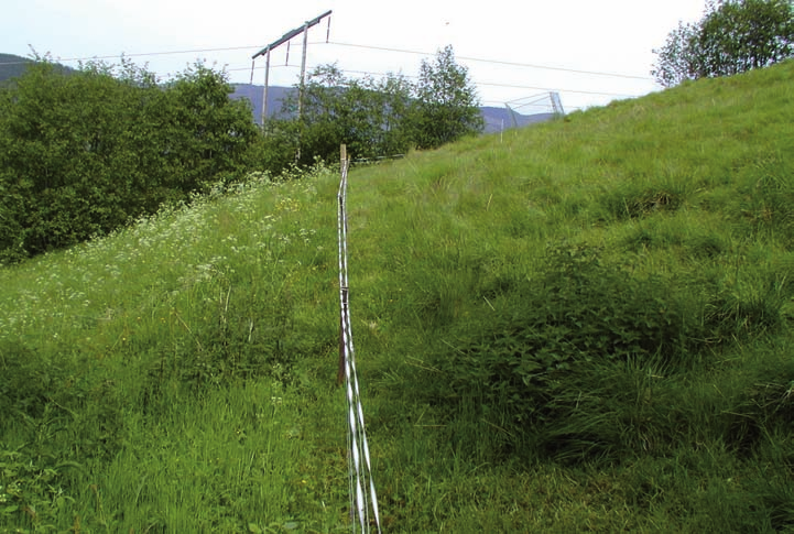 Figur 4. Saubebeiting (til høyre for gjerdet) vil bidra til rask nedbeiting av blomsterstenglene, men også sterk skuddskyting. Foto: L. Rosef Bioforsk.