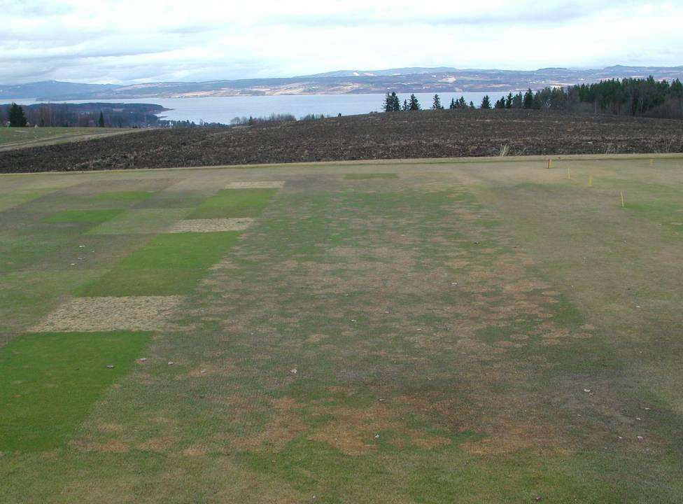 Poa annua spirer også bedre enn andre grasarter på kompakt jord med lite ilt og mye CO 2 Fra spireforsøk med ulik O 2 / CO 2 konsentrasjon (Netland 1986) % spiring 90 80 70 60 50 40 30 20 10 0 20% O2