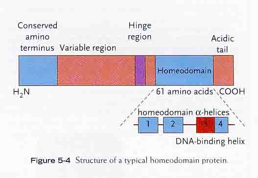 Transkripsjonsfaktorers spesifisitet til kognate nucleotidsekvenser beror på utformningen av funksjonelle domener ( motifs ) i de DNA-bindende proteiner.