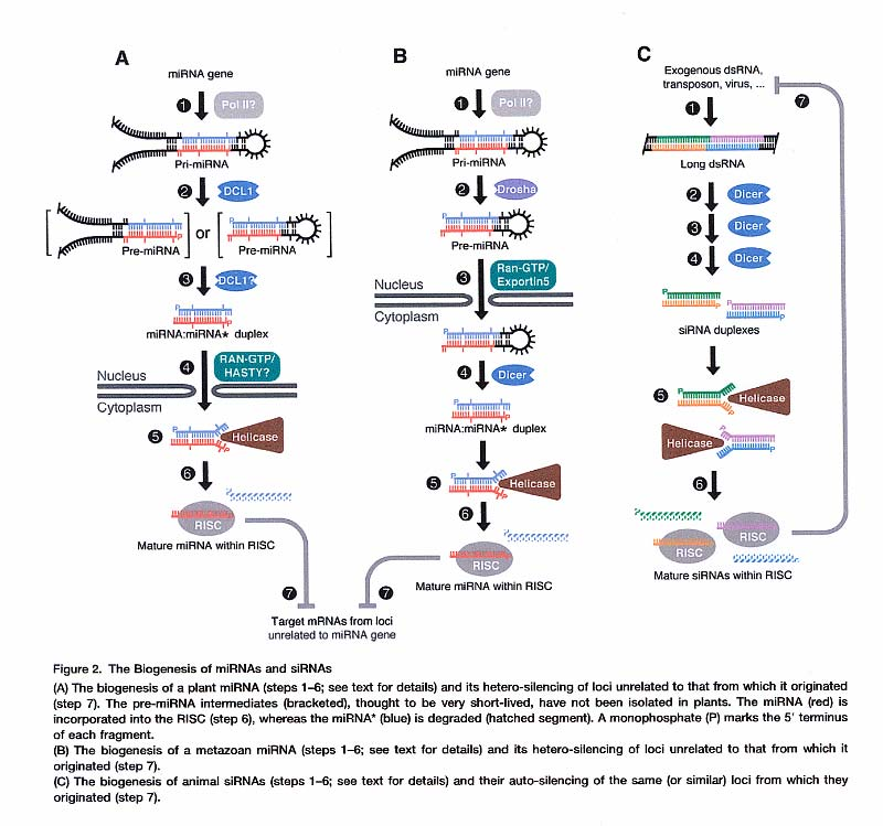 11 Figur 3-13 RNAi systemet er mest kjent i relasjon til translasjonskontroll med hemming av manglende proteinsyntese som resultant.