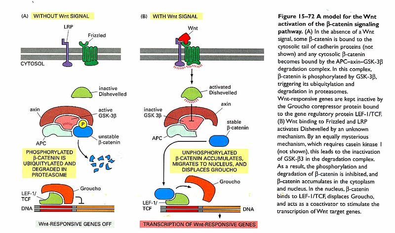 5 4.2.3.2 Wnt og β-catenin systemet (Wingless) (Wnt uttales vint ) Det er identifisert vel 10 Wnt-ligand medlemmer. Figur 4-6 4.2.3.3 Hedgehog systemet Hedgehog-proteinene kodes av minst 3 gener hos vertebrater.