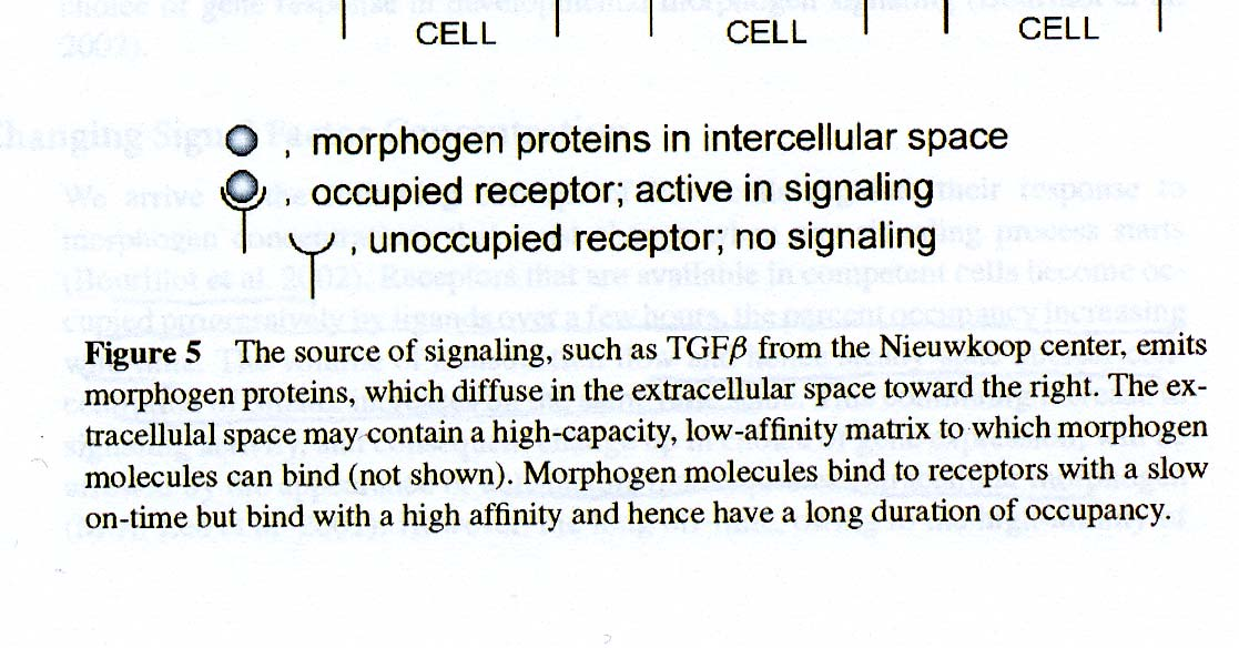 8 Figur 4-9 (Fra: John Gurdon. Annual review of Cell and Developmental Biology. 2002) 4.