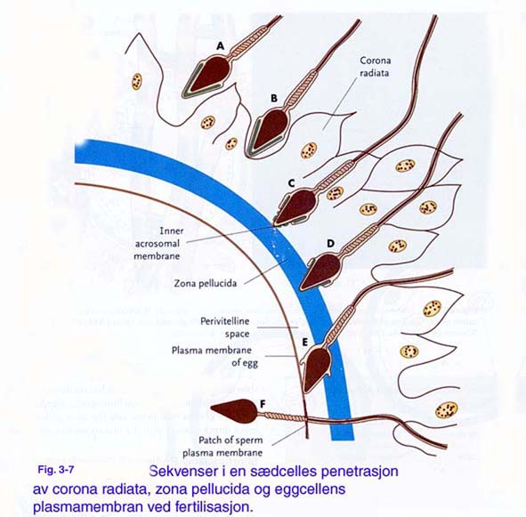 3 reaksjonen hvilket frigjør et stort antall enzymer som kan nedbryte zona pellucida lokalt. Av særlig stor betydning er en serin protease.