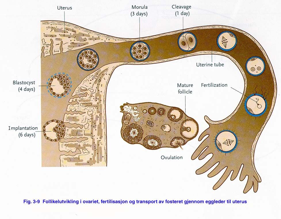 5 utgangscelle. På 2-celletrinnet vil hver av cellene ha en masse som er svært lik halvparten av zygotens, på 4-celletrinnet har hver celle en masse som er lik en fjerdepart av zygotens masse osv.