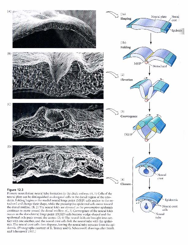 9 5.4 Dannelse av neuralrør og