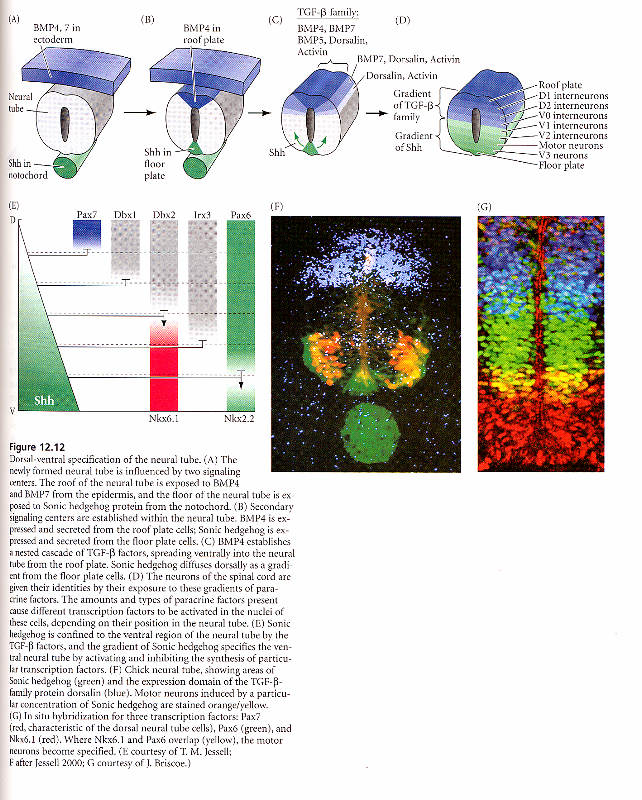 11 Dorso-ventral differensiering av