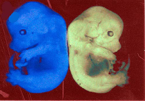 5 Figur 6-5 Figur 6-6 Gener for autofluorescerende proteiner kan i DNA-konstrukter koples til aktuelt transgen slik at begge gentyper uttrykkes.