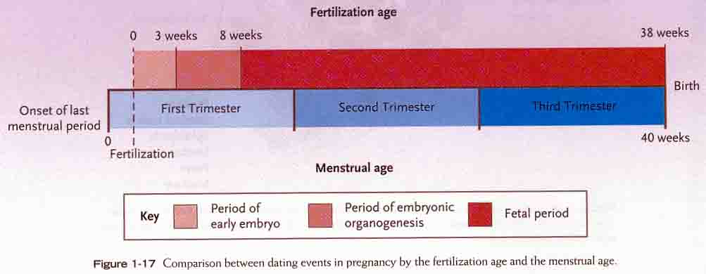 Appendix 2 Inndeling av fosterperioden hos mennesket Hos mennesket er svangerskapsperioden 266 døgn, 38 uker eller 9 kalendermåneder, regnet fra fertilisasjonstidspunktet. Regnet fra 1.