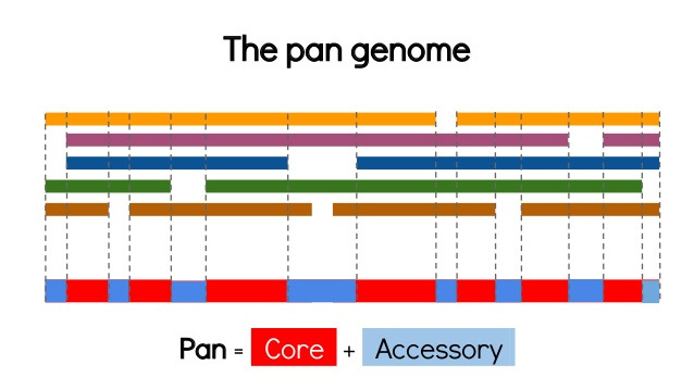 MLVA helgenomsekvensering(wgs) MLVA: 5 loci (repeats) WGS: core genome(cg)