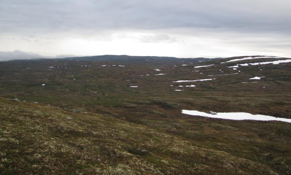 Vi kan anta at de lavestliggende arealene i planområdet er i størst bruk når kalvene er på sitt mest sårbare i den første delen av sommeren.