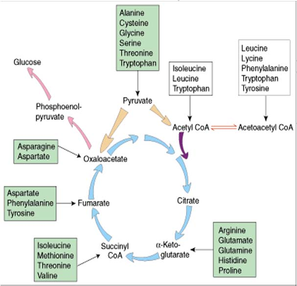 19 Aminosyrer, men ikke fettsyrer, kan gå inn i glukoneogenesen På samme måte som intermediater i glykolysen kan benyttes til syntese av flere aminosyrer, kan mange aminosyrer kanaliseres rett inn i