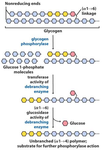 35 Glykogenolyse 36 Et avgreningsenzym (oligo ( 1 6) til ( 1 4) glukantransferase) katalyserer to påfølgende reaksjoner for overføring av glykogengrener.