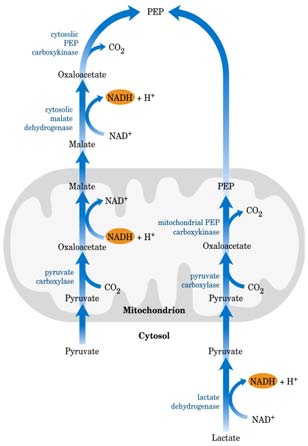 11 Pyruvat karboksylase Tetramer som er allosterisk aktivert av Acetyl-CoA øyt nivå av Acetyl-CoA i mitokondriene signaliserer at det trengs mer oksaloacetat: a) Som påfyll til glukoneogenesen b) Som