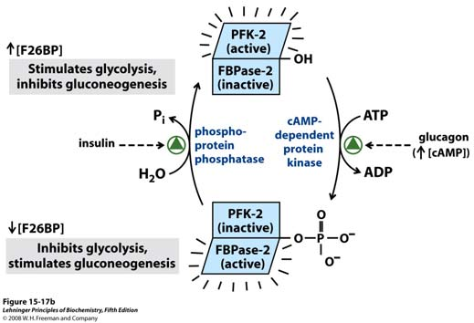 15 Omvei 2: Fruktose-2,6-bisfosfat (F26BP) er en potent allosterisk regulator av PFK-1 og FBPase-1.