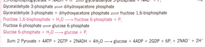 17 P i 2 O Omvei 3 Glukose Glukose-6 fosfatase Glukose-6-fosfat G 0 =(-13.8 kj/mol).
